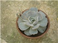 Echeveria lilacina